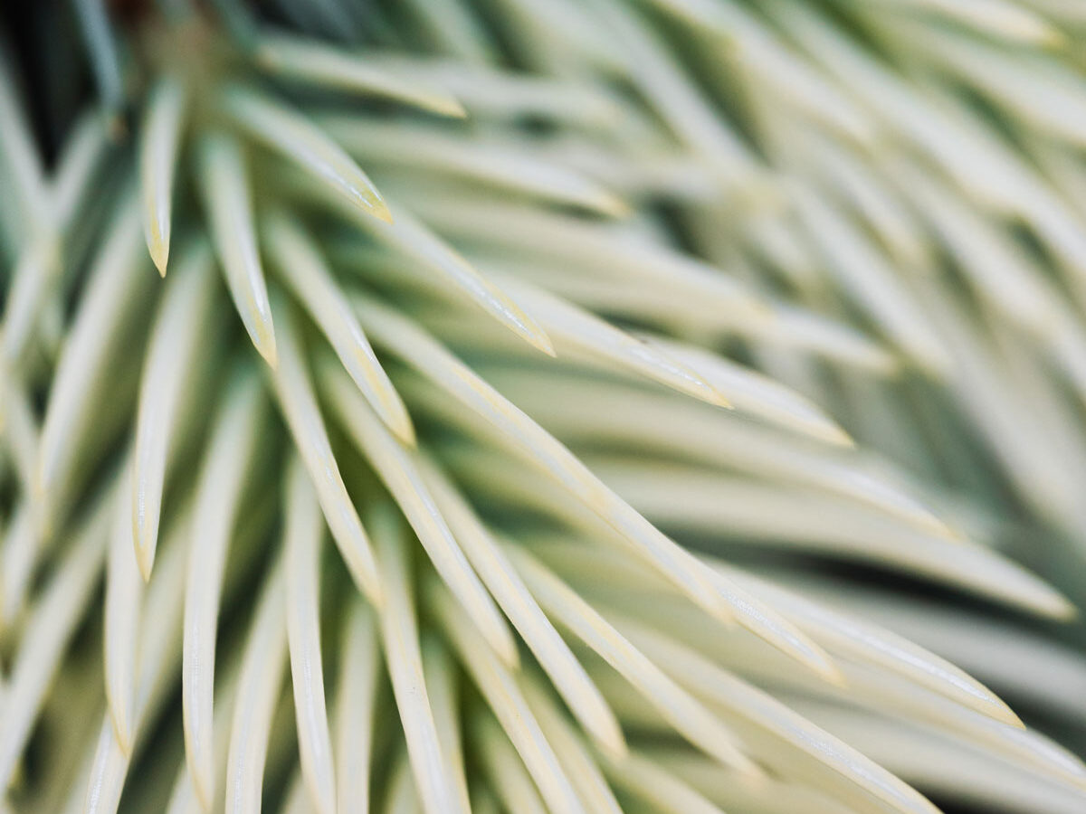 Psychotherapy Washington DC