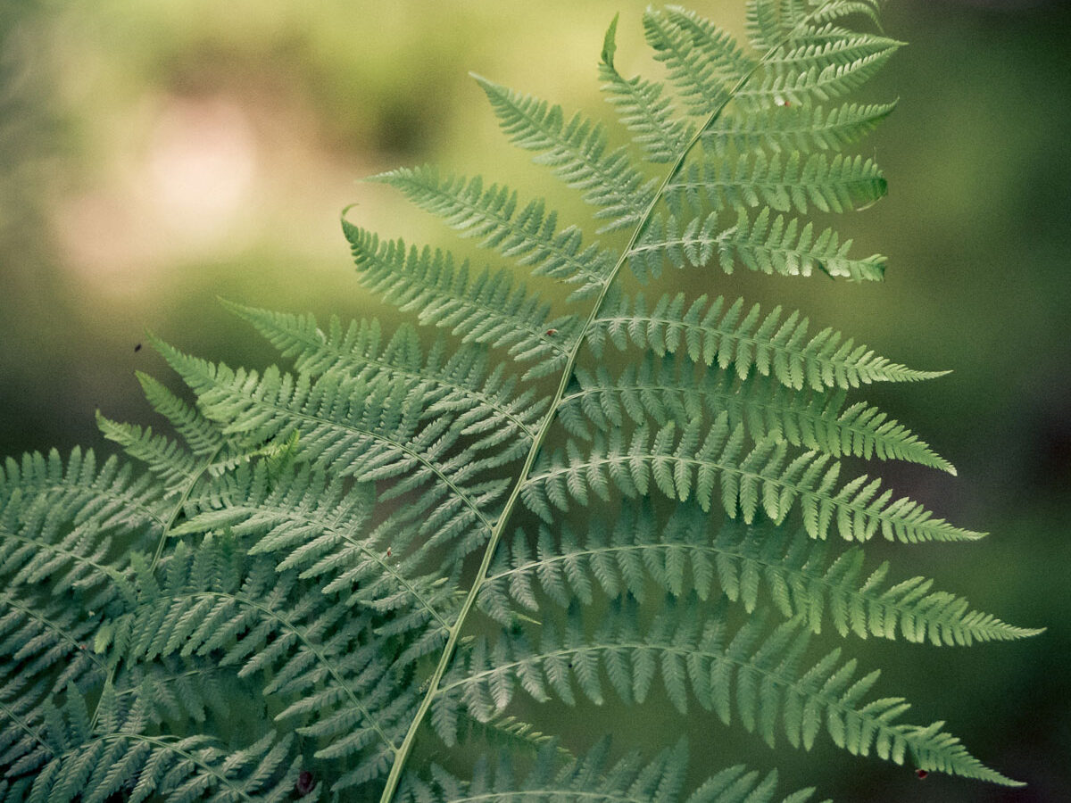 Trauma Counseling Washington DC