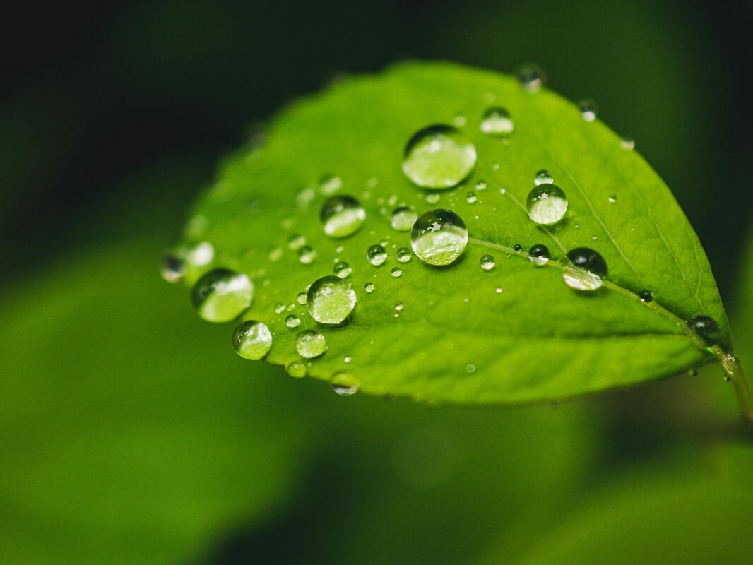 leaf with droplets, therapy for hearing loss, washington, DC therapy